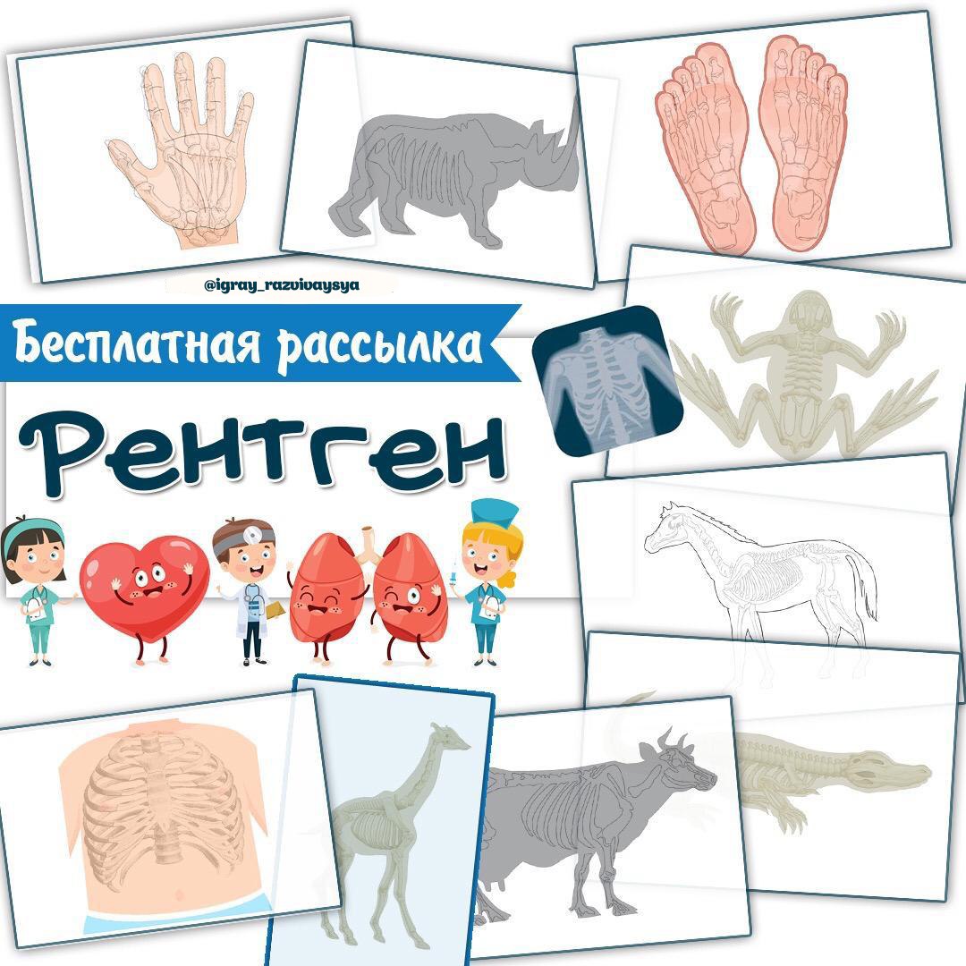 РЕНТГЕН — анатомия, животные, игры с фонариком — для детского сада — Играй и Развивайся