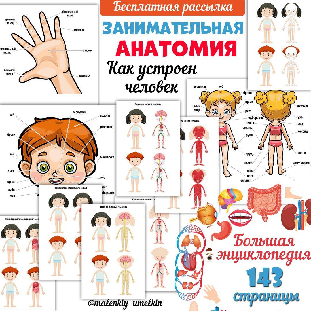 ЗАНИМАТЕЛЬНАЯ АНАТОМИЯ — анатомия — для детского сада — Играй и Развивайся