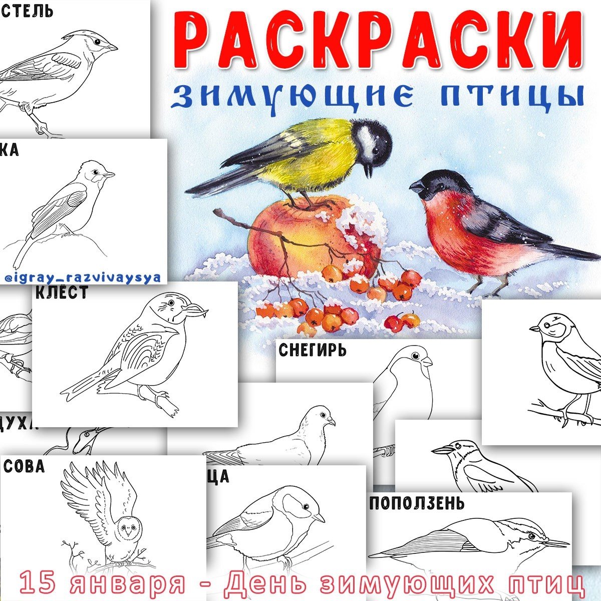 РАСКРАСКИ ЗИМУЮЩИЕ ПТИЦЫ — зимующие птицы, птицы, рабочие листы — для детского сада — Играй и Развивайся