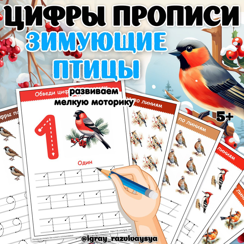 ЦИФРЫ ПРОПИСИ ЗИМ ПТИЦЫ