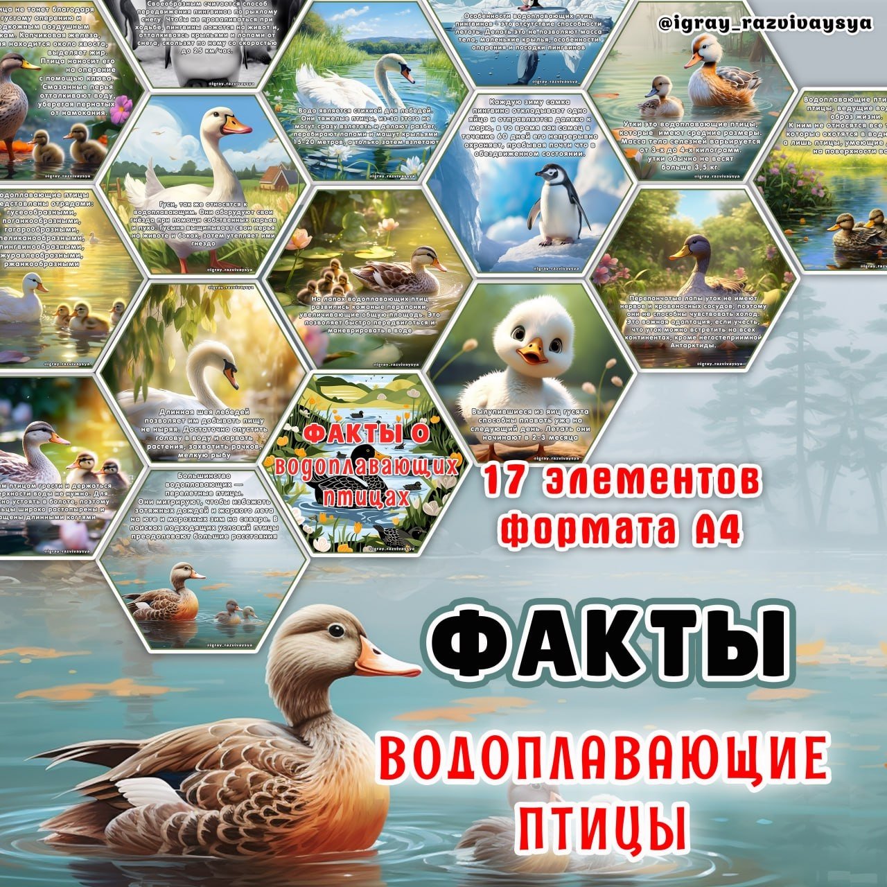 СТЕНД ВОДОПЛАВАЮЩИЕ ПТИЦЫ — водоплавающие птицы, карточки, птицы — для детского сада — Играй и Развивайся