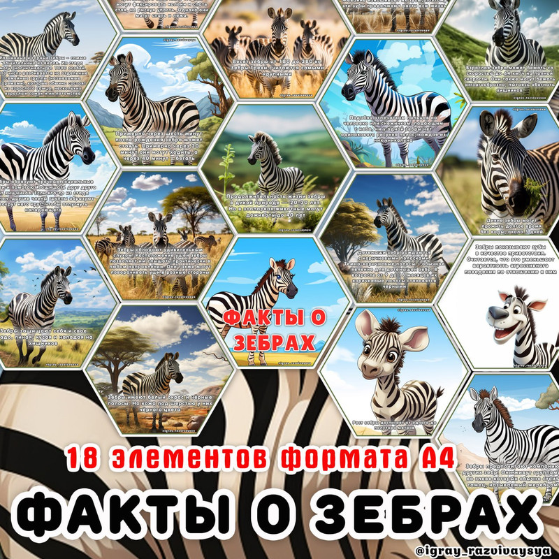 СТЕНД ЗЕБРА