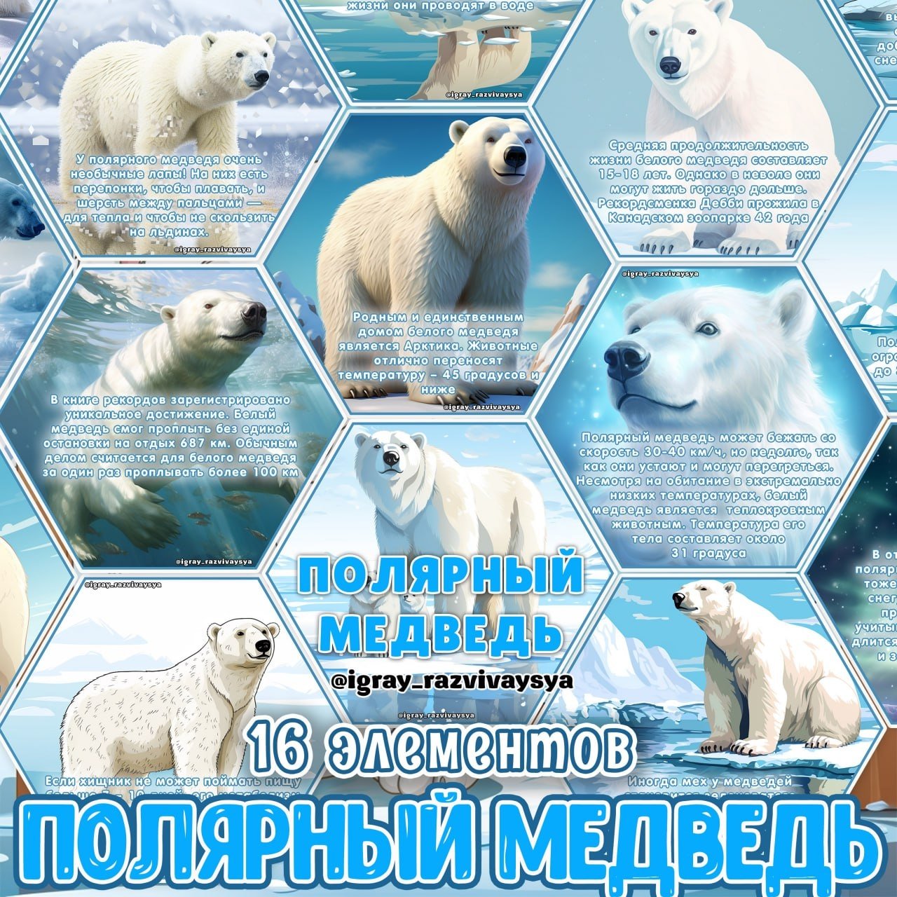 СТЕНД ПОЛЯРНЫЙ МЕДВЕДЬ — животные, карточки, соты — скачать для детского сада