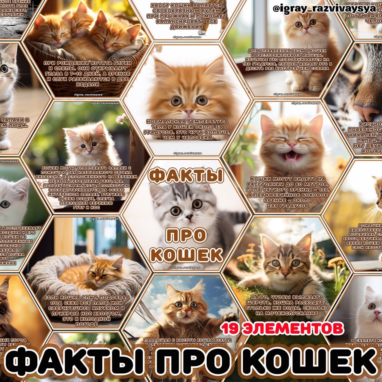 СТЕНД КОШКИ — домашние животные, животные, карточки — для детского сада — Играй и Развивайся