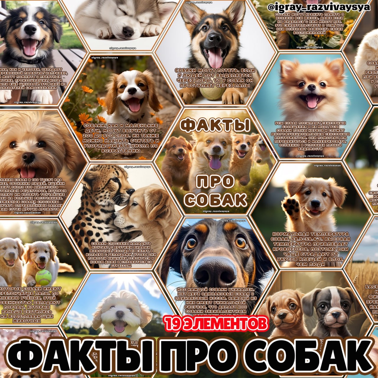 СТЕНД СОБАКИ — стенд, соты, домашние животные — для детского сада — Играй и Развивайся