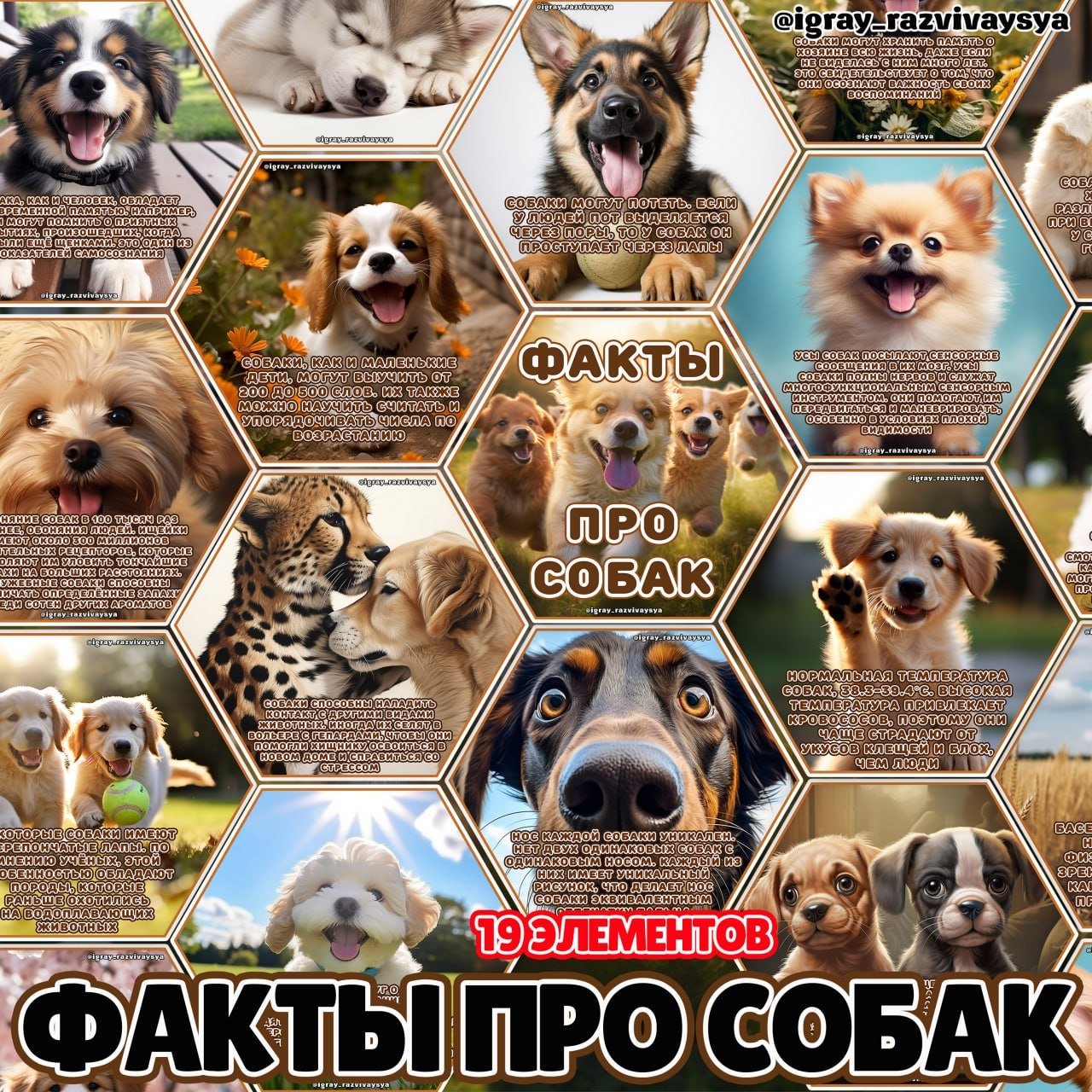 СТЕНД СОБАКИ — домашние животные, животные, карточки — для детского сада — Играй и Развивайся