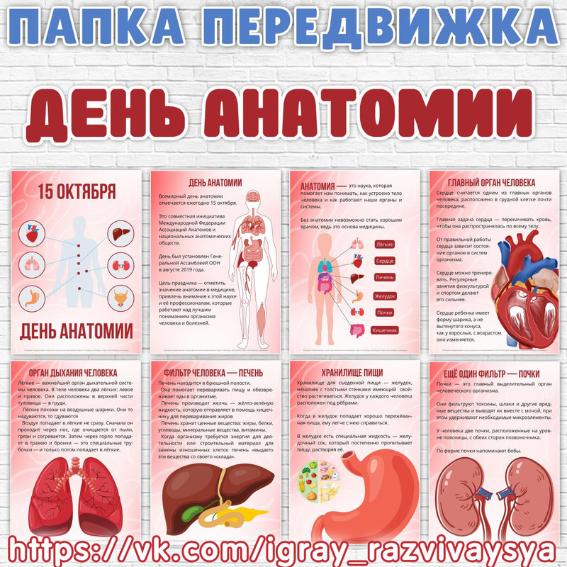 ПАПКА ПЕРЕДВИЖКА ДЕНЬ АНАТОМИИ