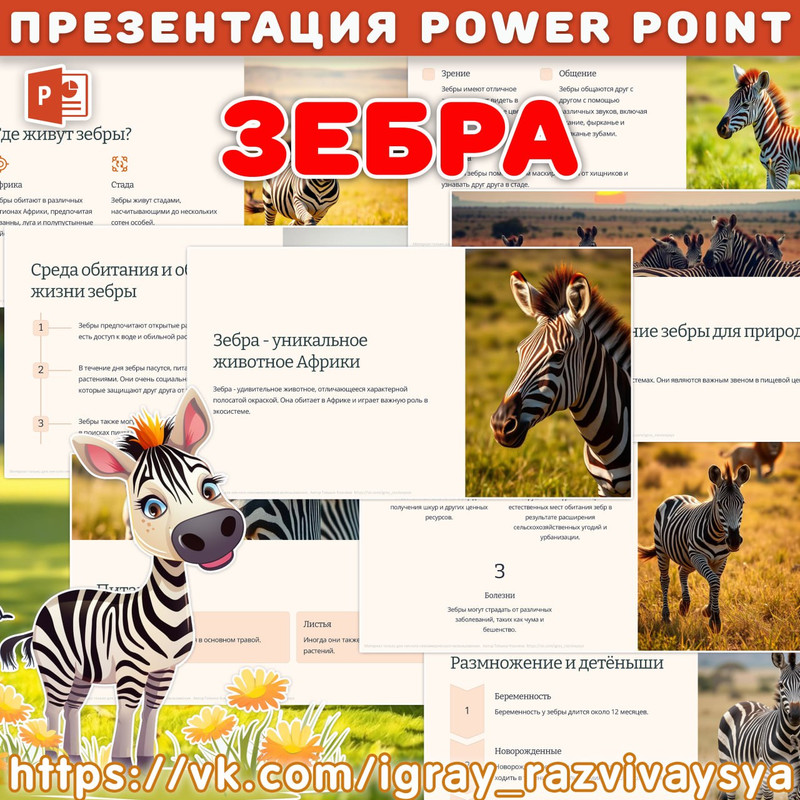 ПРЕЗЕНТАЦИЯ ЗЕБРА