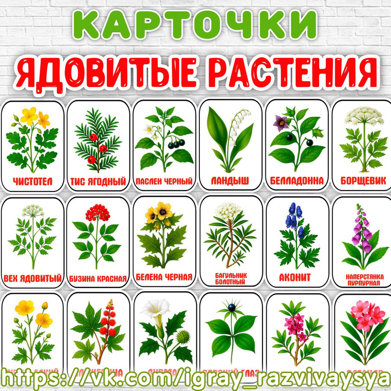 КАРТОЧКИ ЯДОВИТЫЕ РАСТЕНИЯ