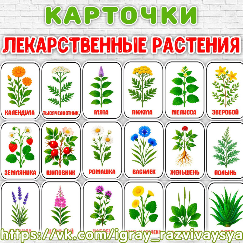 КАРТОЧКИ ЛЕКАРСТВЕННЫЕ РАСТЕНИЯ