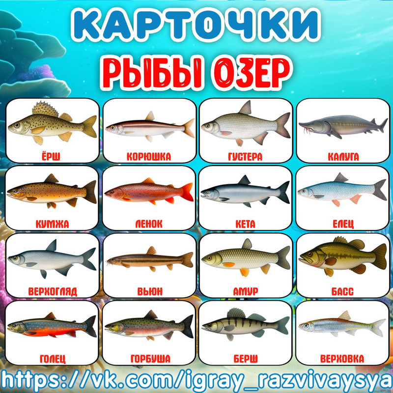 КАРТОЧКИ РЫБЫ ОЗЕР
