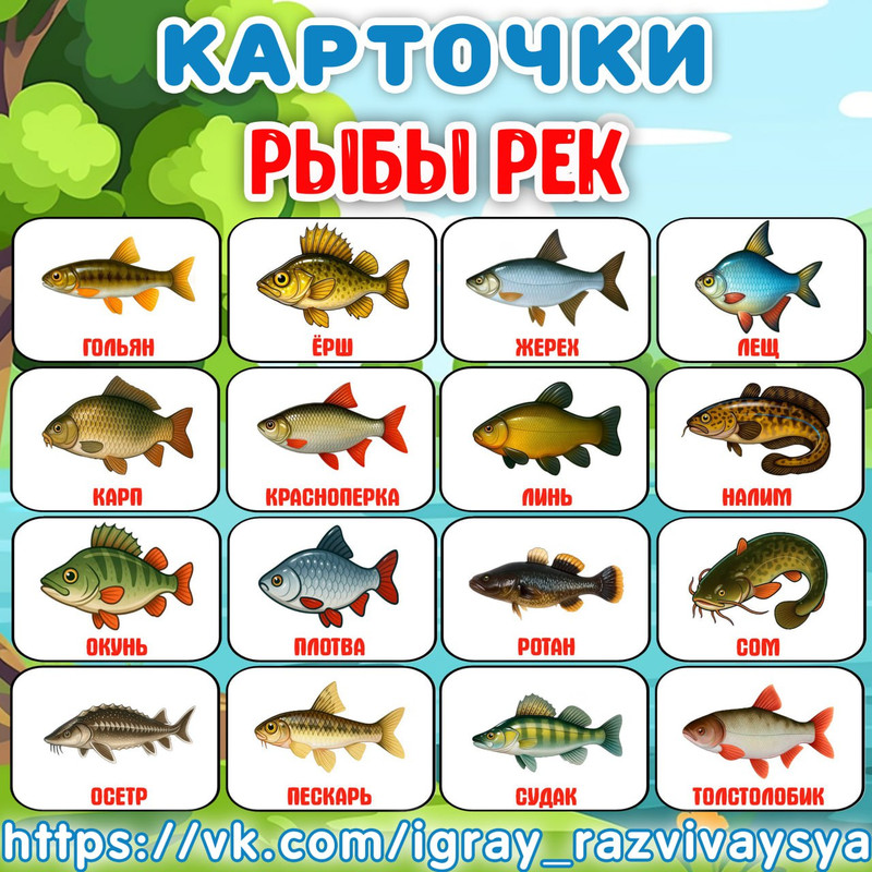 КАРТОЧКИ РЕЧНЫЕ РЫБЫ
