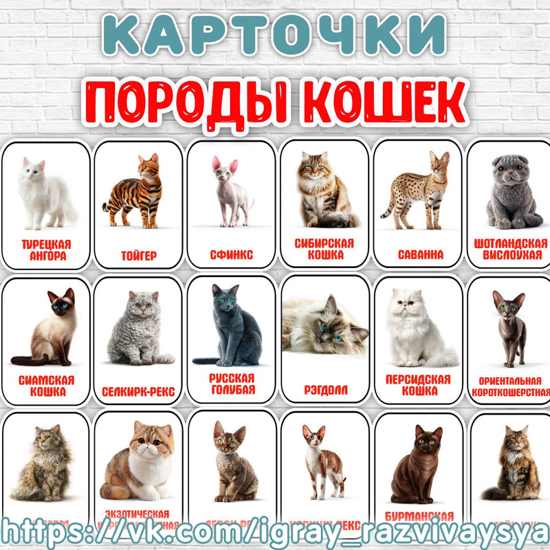 КАРТОЧКИ ПОРОДЫ КОШЕК