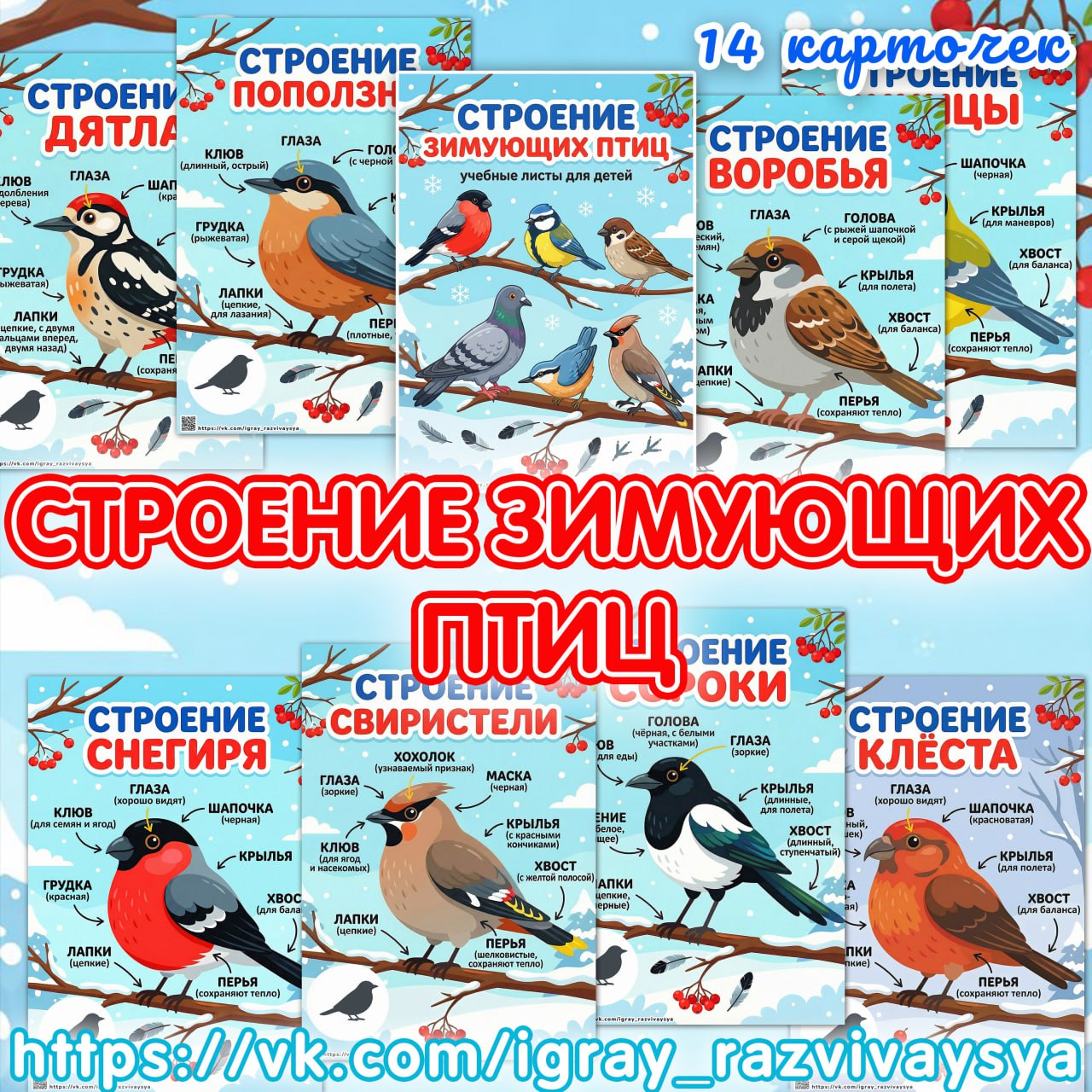 ЗИМУЮЩИЕ ПТИЦЫ СТРОЕНИЕ