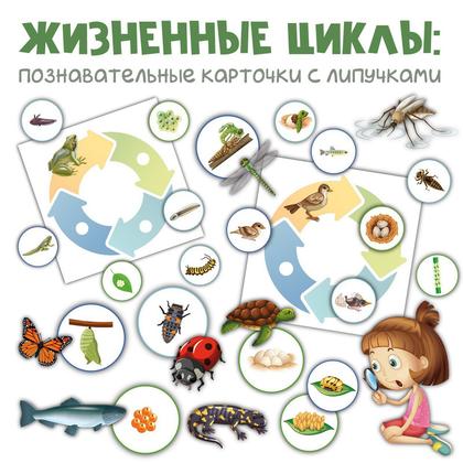 ЖИЗНЕННЫЕ ЦИКЛЫ — жизненный цикл, карточки, липучки — для детского сада — Играй и Развивайся