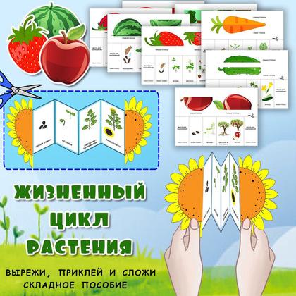 ЖИЗНЕННЫЙ ЦИКЛ РАСТЕНИЙ — деревья, карточки, растения — для детского сада — Играй и Развивайся
