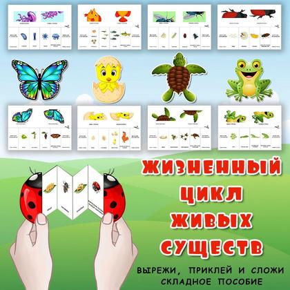 ЖИЗНЕННЫЙ ЦИКЛ ЖИВЫХ СУЩЕСТВ — окружающий мир, животные, жизненный цикл — для детского сада — Играй и Развивайся