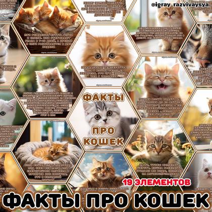 СТЕНД КОШКИ — домашние животные, животные, карточки — для детского сада — Играй и Развивайся