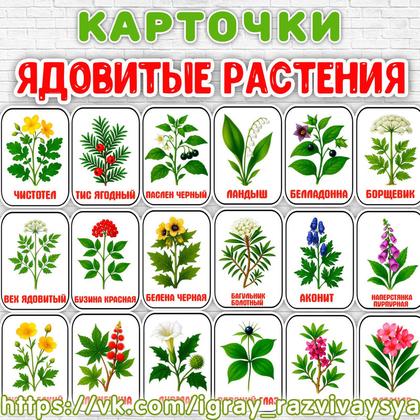 КАРТОЧКИ ЯДОВИТЫЕ РАСТЕНИЯ — карточки, растения — для детского сада — Играй и Развивайся