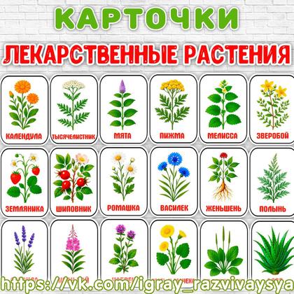 КАРТОЧКИ ЛЕКАРСТВЕННЫЕ РАСТЕНИЯ — карточки, растения — для детского сада — Играй и Развивайся