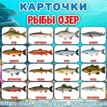 КАРТОЧКИ РЫБЫ ОЗЕР — карточки, рыбы — для детского сада — Играй и Развивайся