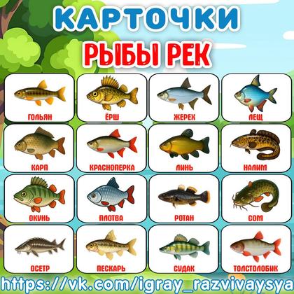 КАРТОЧКИ РЕЧНЫЕ РЫБЫ — карточки, рыбы — для детского сада — Играй и Развивайся